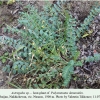 polyommatus damonides nusnus hostplant1